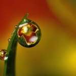 Dew Drop